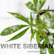 Насіння коноплі White Siberian fem. Dinafem