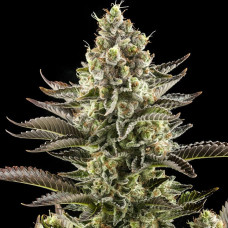 White Widow feminised (Dinafem)