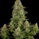 Насіння коноплі White Widow fem. Dinafem