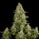 Насіння коноплі White Widow fem. Dinafem