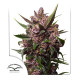 Насіння коноплі Blackberry Kush autofem. Dutch Passion