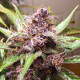 Насіння коноплі Blackberry Kush autofem. Dutch Passion