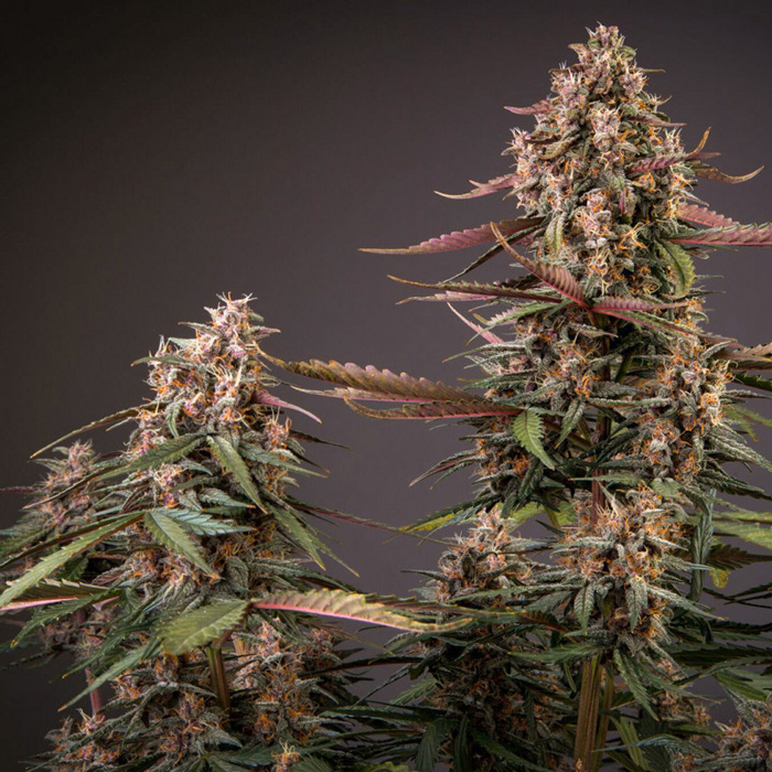 Насіння коноплі Blackberry Kush autofem. Dutch Passion