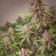 Насіння коноплі Blackberry Kush autofem. Dutch Passion