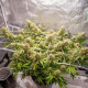 Насіння коноплі Blueberry autofem. Dutch Passion