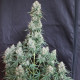 Насіння коноплі Blueberry autofem. Dutch Passion