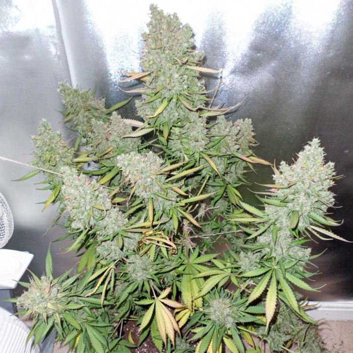 Насіння коноплі Blueberry autofem. Dutch Passion
