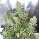 Насіння коноплі Blueberry autofem. Dutch Passion