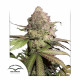 Насіння коноплі Charlotte’s Angel CBD autofem. Dutch Passion