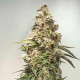 Насіння коноплі Charlotte’s Angel CBD autofem. Dutch Passion