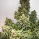 Насіння коноплі Charlotte’s Angel CBD autofem. Dutch Passion