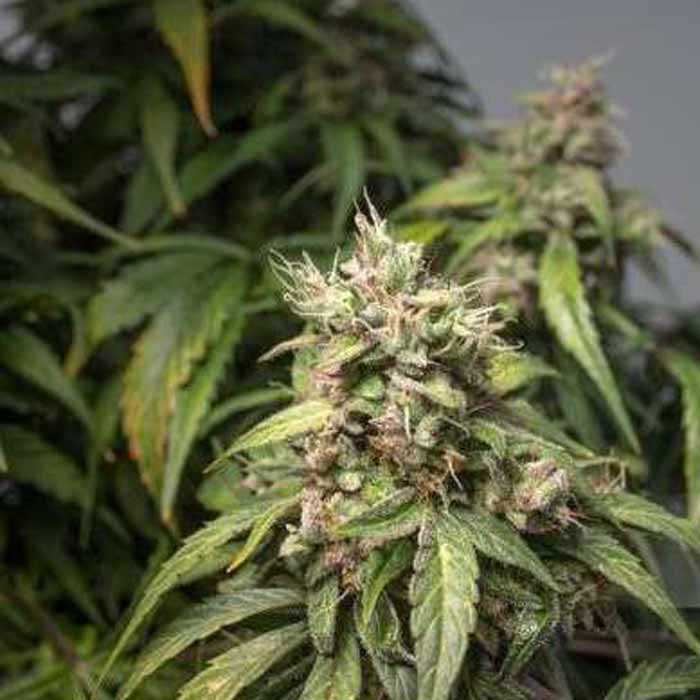 Насіння коноплі Charlotte’s Angel CBD autofem. Dutch Passion