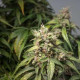 Насіння коноплі Charlotte’s Angel CBD autofem. Dutch Passion