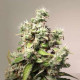 Насіння коноплі Charlotte’s Angel CBD autofem. Dutch Passion