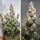 Насіння коноплі Colorado Cookies autofem. Dutch Passion