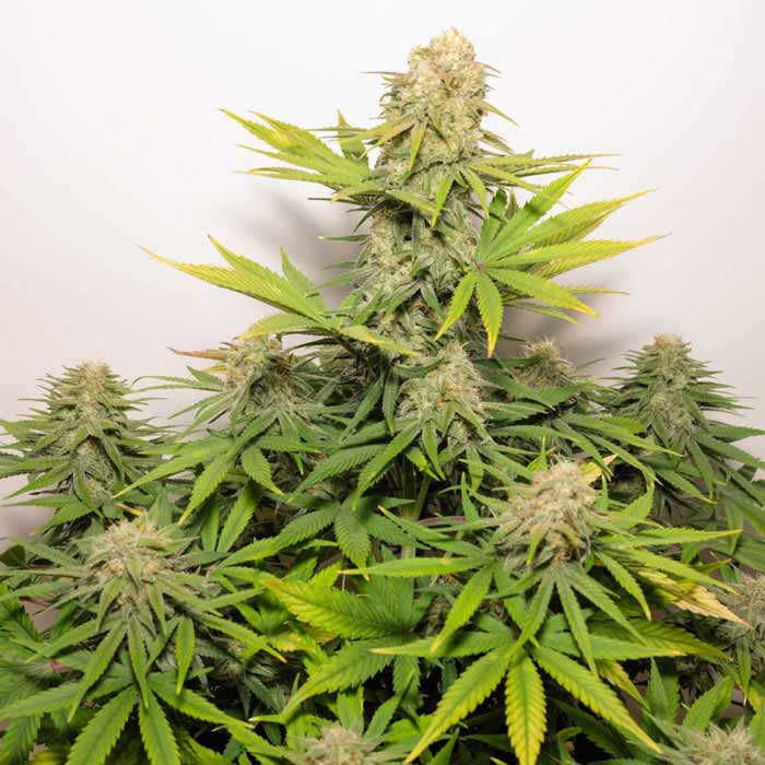 Насіння коноплі Colorado Cookies autofem. Dutch Passion
