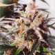 Насіння коноплі Colorado Cookies autofem. Dutch Passion