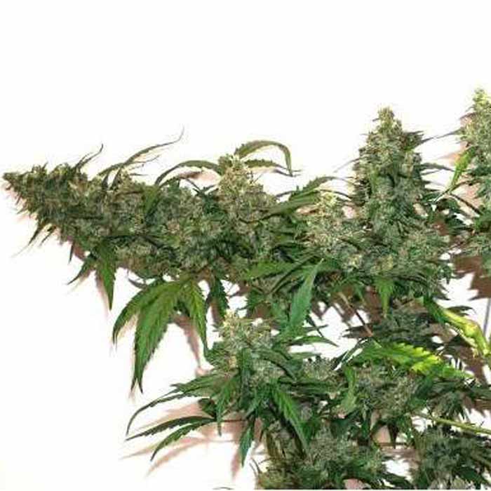 Семена конопли Compassion Lime CBD autofem. Dutch Passion