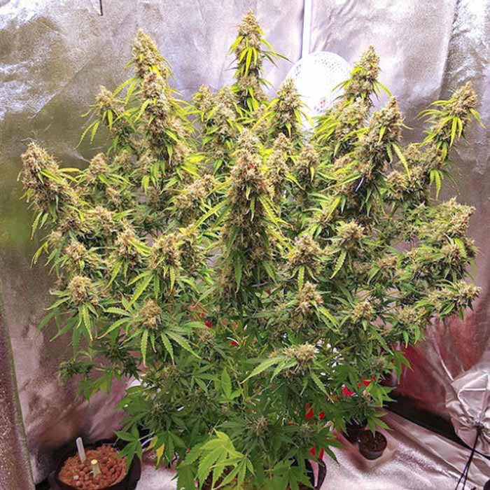 Семена конопли Creeper autofem. Dutch Passion