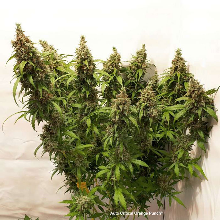 Семена конопли Critical Orange Punch autofem. Dutch Passion