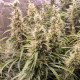 Насіння коноплі Fat Pete's Cookies autofem. Dutch Passion