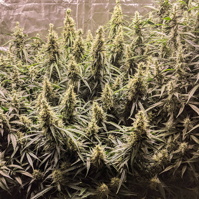 Насіння коноплі Fat Pete's Cookies autofem. Dutch Passion