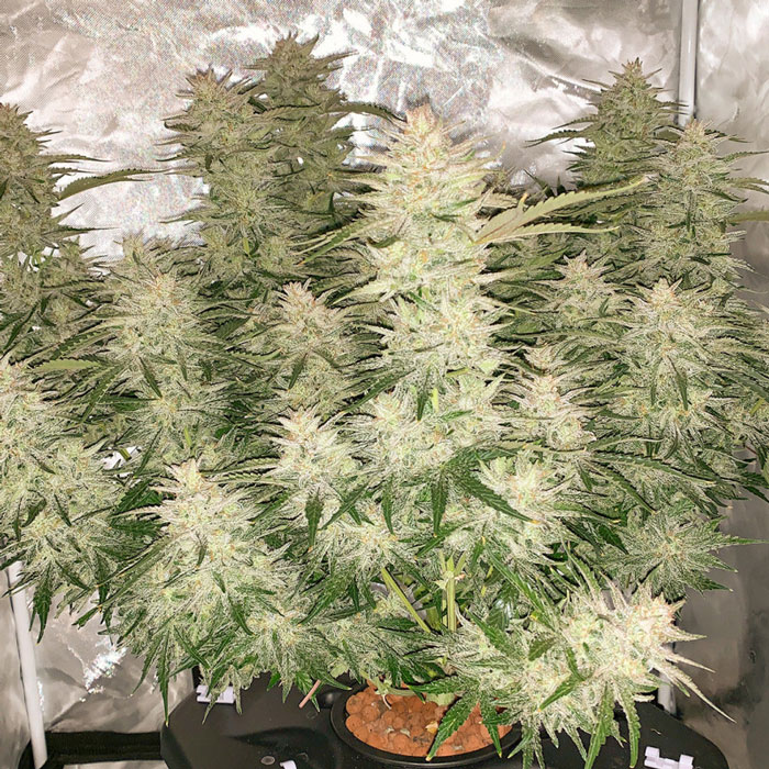 Насіння коноплі Glueberry O.G. autofem. Dutch Passion