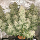 Насіння коноплі Glueberry O.G. autofem. Dutch Passion