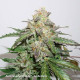 Насіння коноплі Glueberry O.G. autofem. Dutch Passion