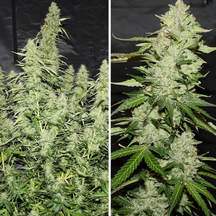 Насіння коноплі Glueberry O.G. autofem. Dutch Passion