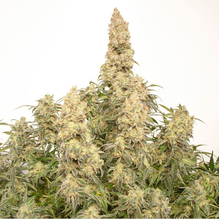 Семена конопли Orange Bud autofem. Dutch Passion
