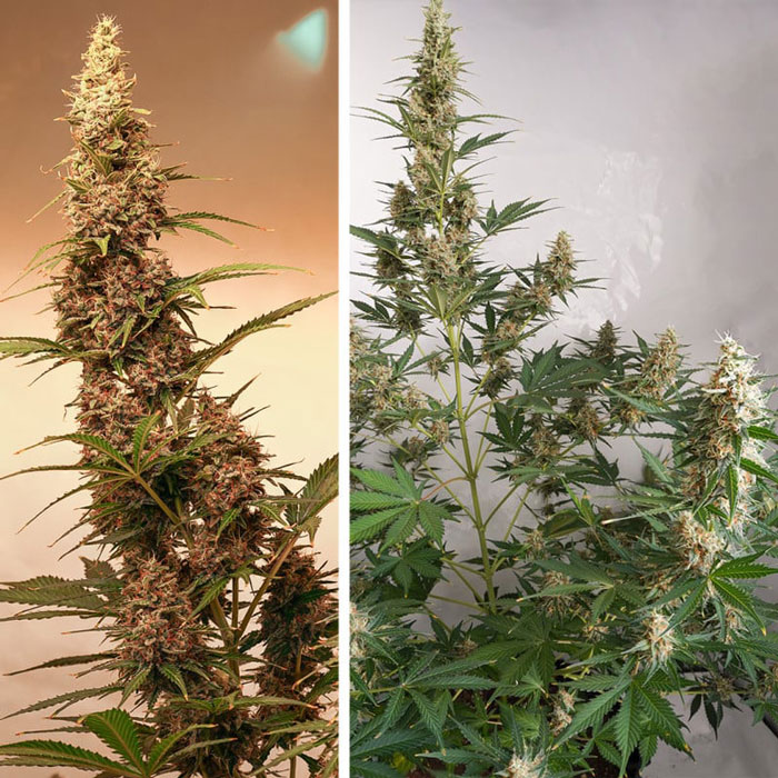 Насіння коноплі SFV OG autofem. Dutch Passion