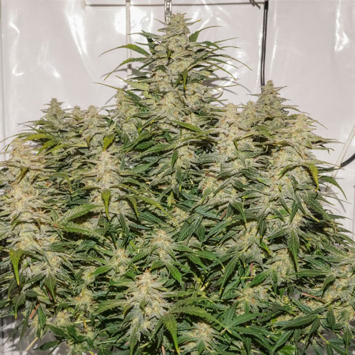 Насіння коноплі SFV OG autofem. Dutch Passion