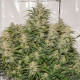 Насіння коноплі SFV OG autofem. Dutch Passion