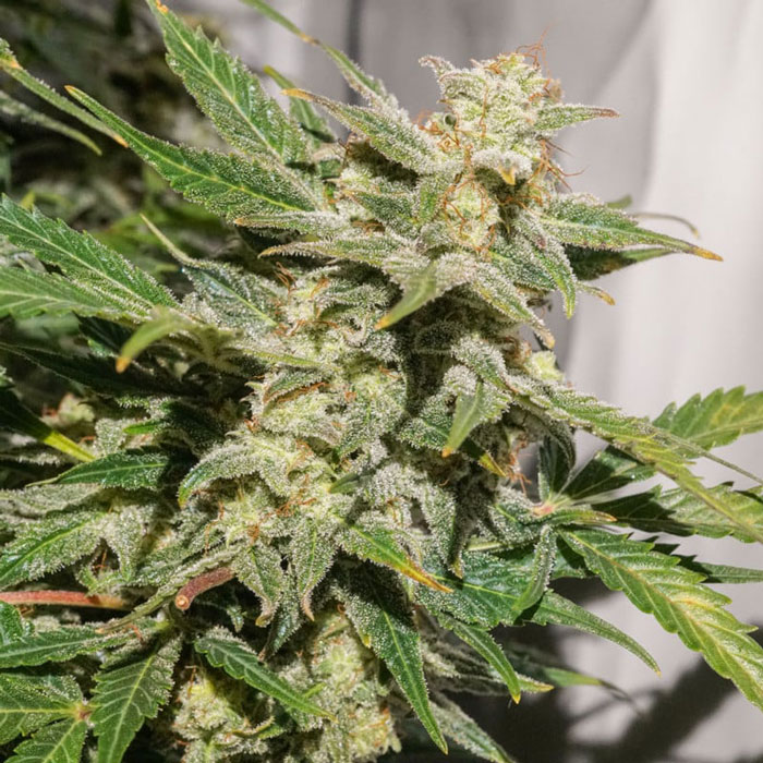 Насіння коноплі SFV OG autofem. Dutch Passion