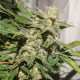 Насіння коноплі SFV OG autofem. Dutch Passion