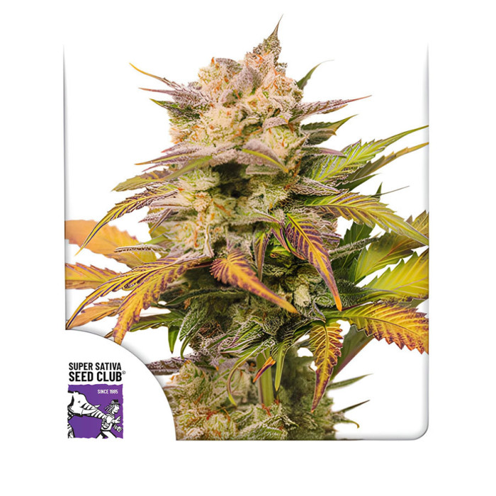 Насіння коноплі Sweet Bourbon Kush autofem. Dutch Passion