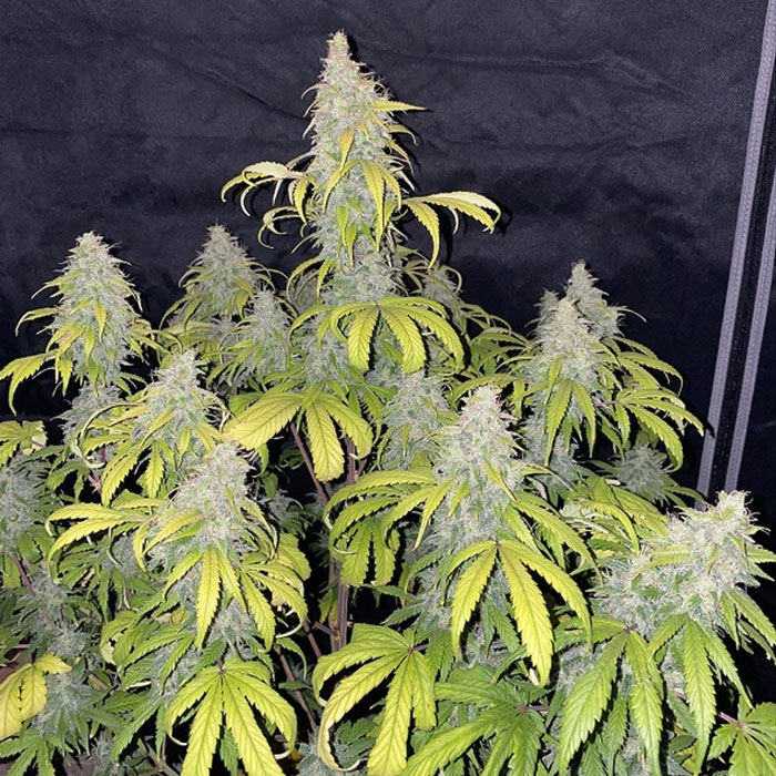 Насіння коноплі Sweet Bourbon Kush autofem. Dutch Passion