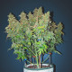 Насіння коноплі Sweet Bourbon Kush autofem. Dutch Passion