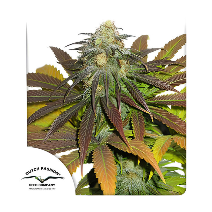 Семена конопли Californian Orange fem. Dutch Passion 