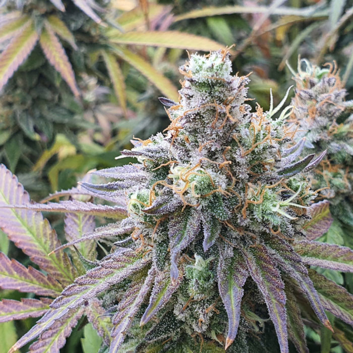 Семена конопли Charlotte’s Angel CBD fem. Dutch Passion