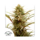 Насіння коноплі Compassion CBD fem. Dutch Passion