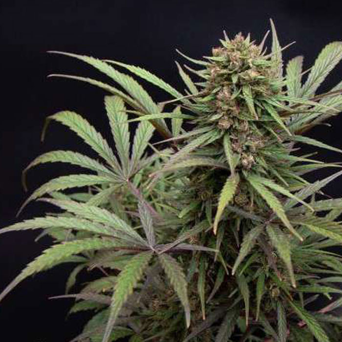 Насіння коноплі Compassion CBD fem. Dutch Passion