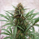 Насіння коноплі Compassion CBD fem. Dutch Passion