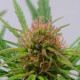 Насіння коноплі Compassion CBD fem. Dutch Passion