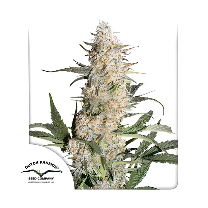 Насіння коноплі Critical Orange Punch fem. Dutch Passion 