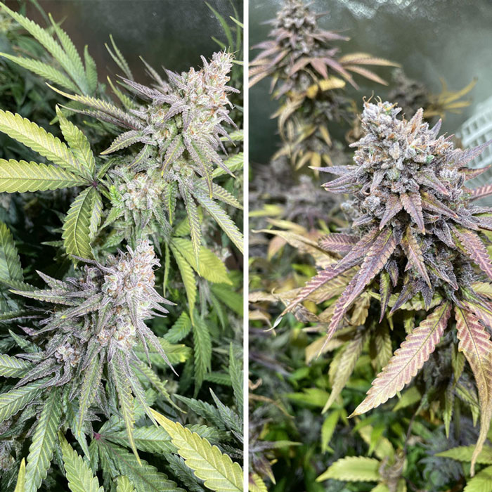 Насіння коноплі Critical Orange Punch fem. Dutch Passion 