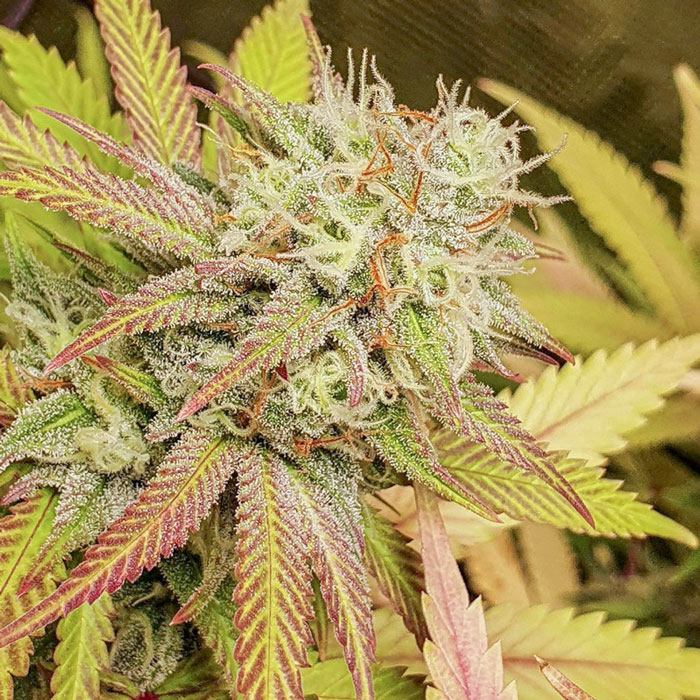 Насіння коноплі Critical Orange Punch fem. Dutch Passion 