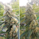 Насіння коноплі Critical Orange Punch fem. Dutch Passion 