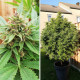 Насіння коноплі Durban Poison fem. Dutch Passion 